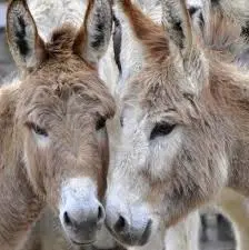 Condolence image of Post von Fiby und der Rasselbande ❤️