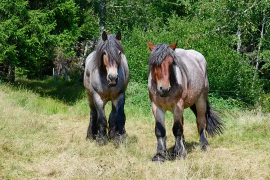 Condolence image of Post von Fiby und der Rasselbande ❤️