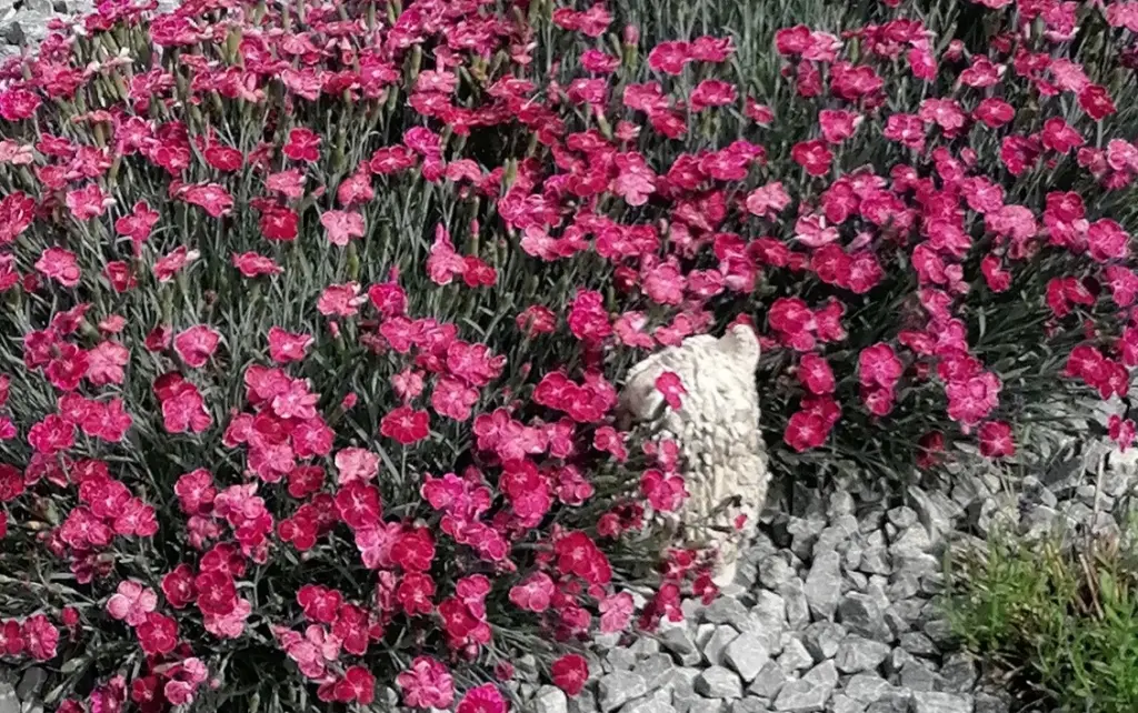 Condolence image of Von Snowy ❤️