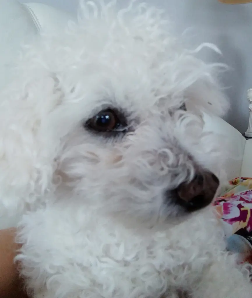 Condolence image of Gaby mit Snowy ❤️