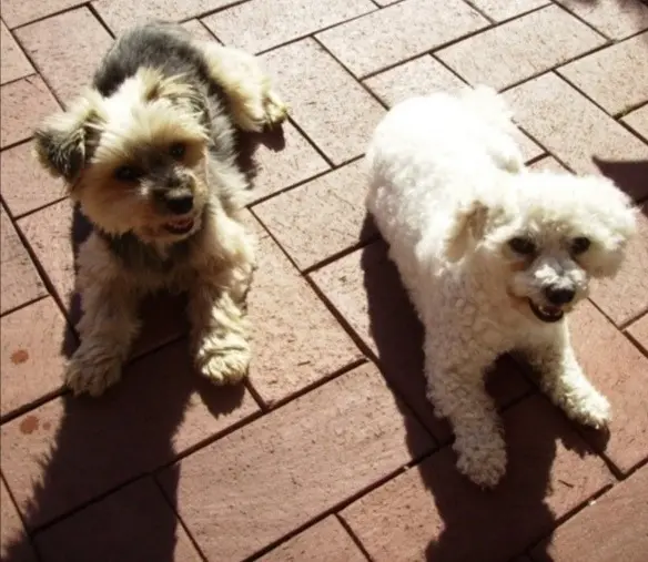 Condolence image of  Von Snowy und Buffy 