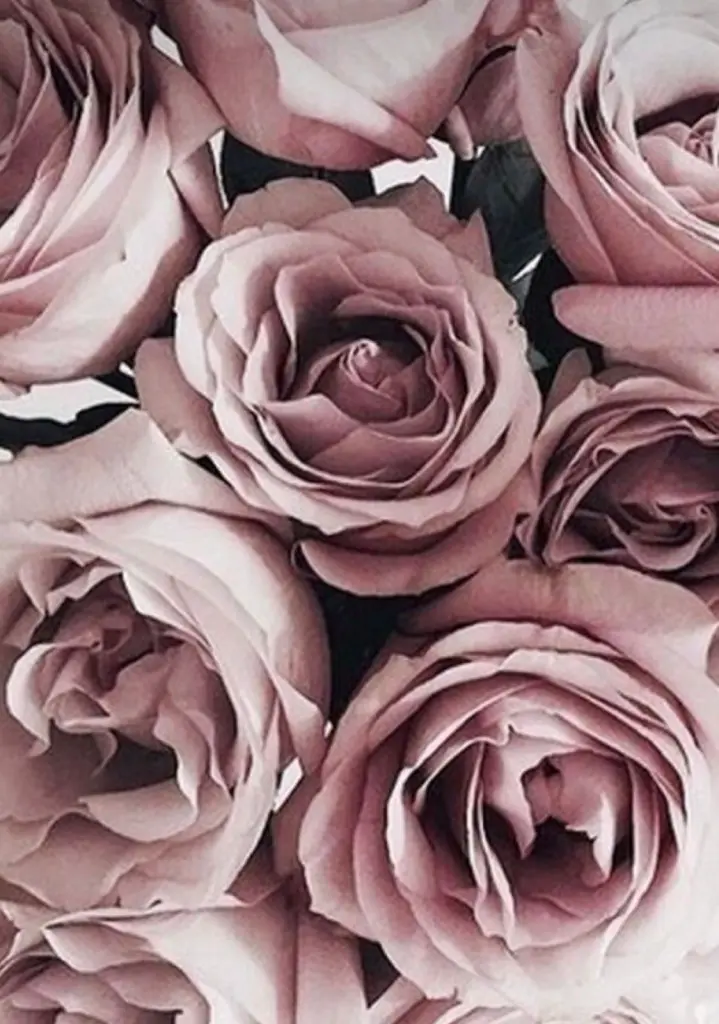 Condolence image of Für Elke und Fiby