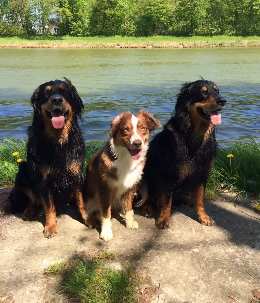 Condolence image of für Fiby ❤️ 