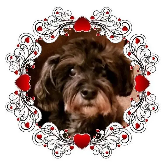 Condolence image of Andrea mit Minki im ♥️ gest. 19.10.2020