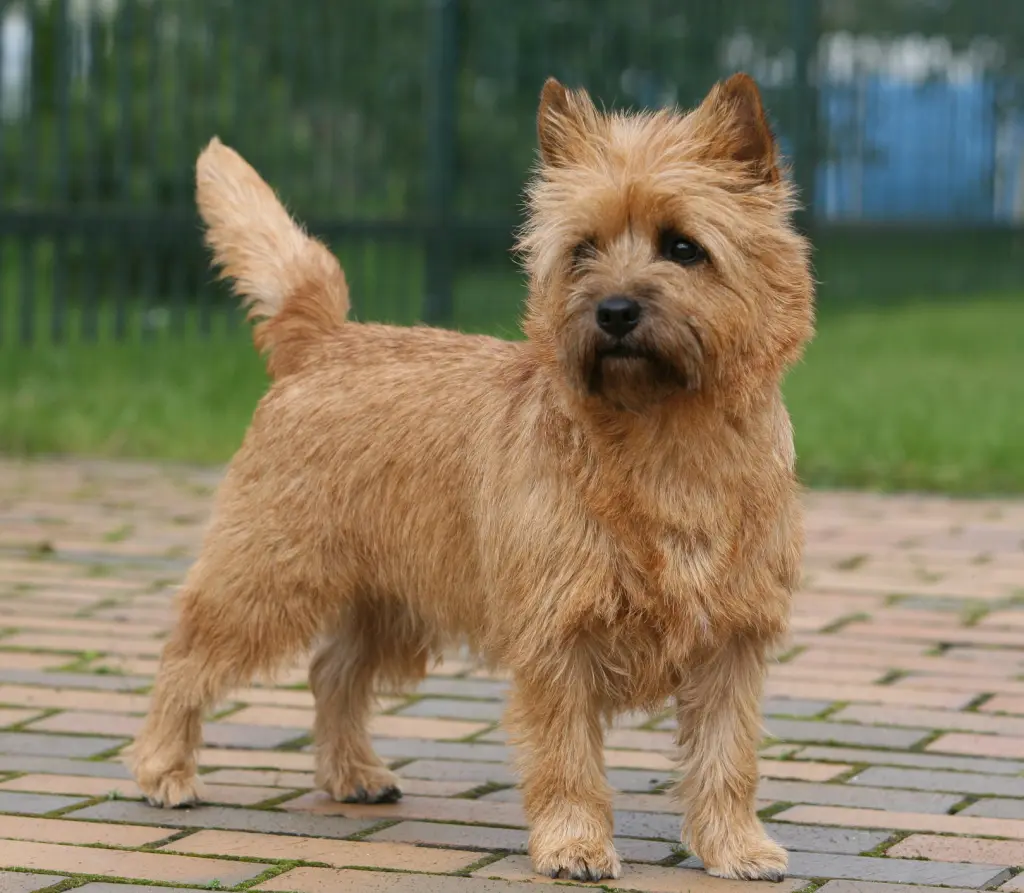 Condolence image of für Fiby