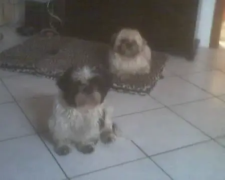 Condolence image of sabina mit Sharky und Maitlyn