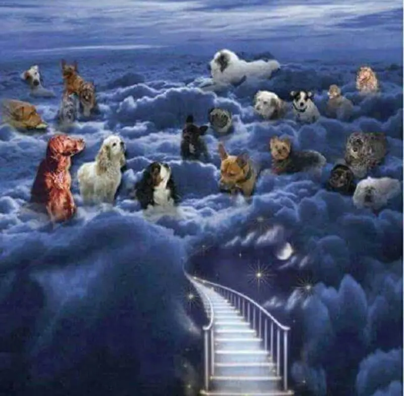 Condolence image of für Fiby und Shila