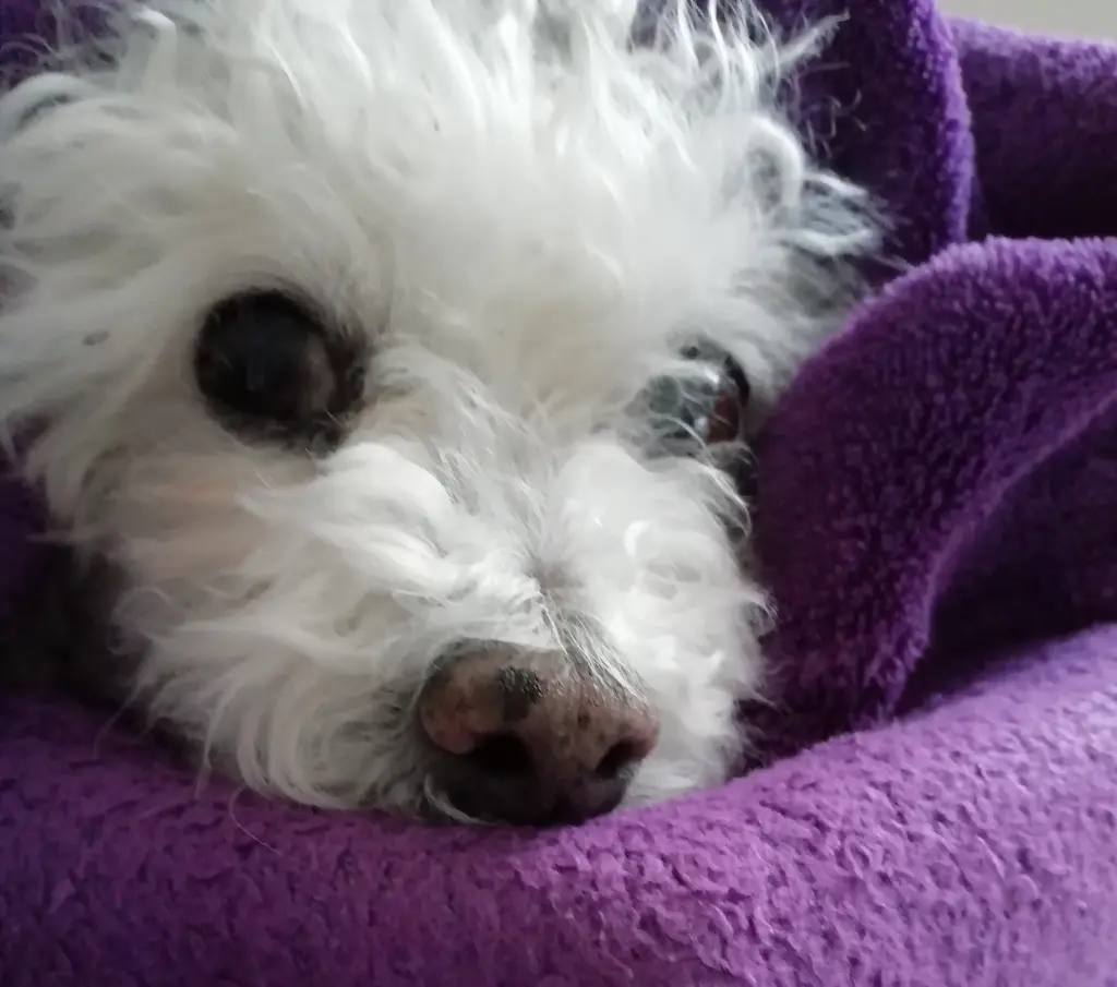 Condolence image of Von Snowy ❤️