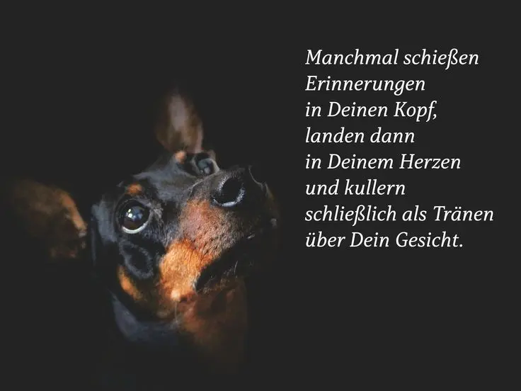 Condolence image of Für Fiby♥️