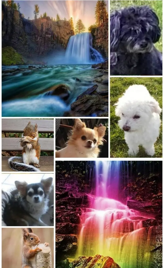 Condolence image of Snowy für Fiby 