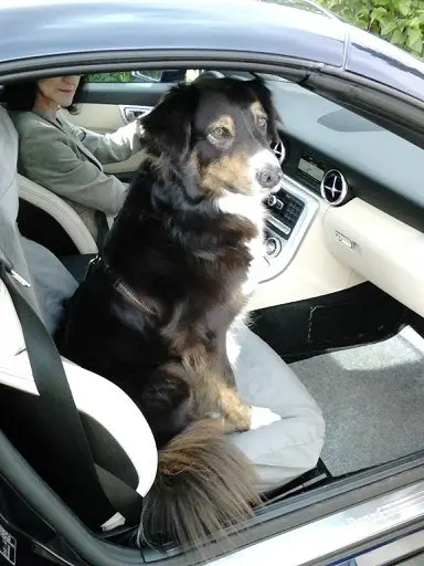 Condolence image of Renate mit Artax"Bubele" tief im Herzen