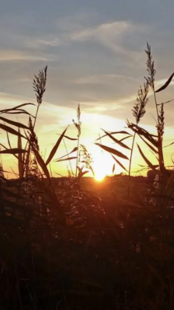 Condolence image of Sigrid