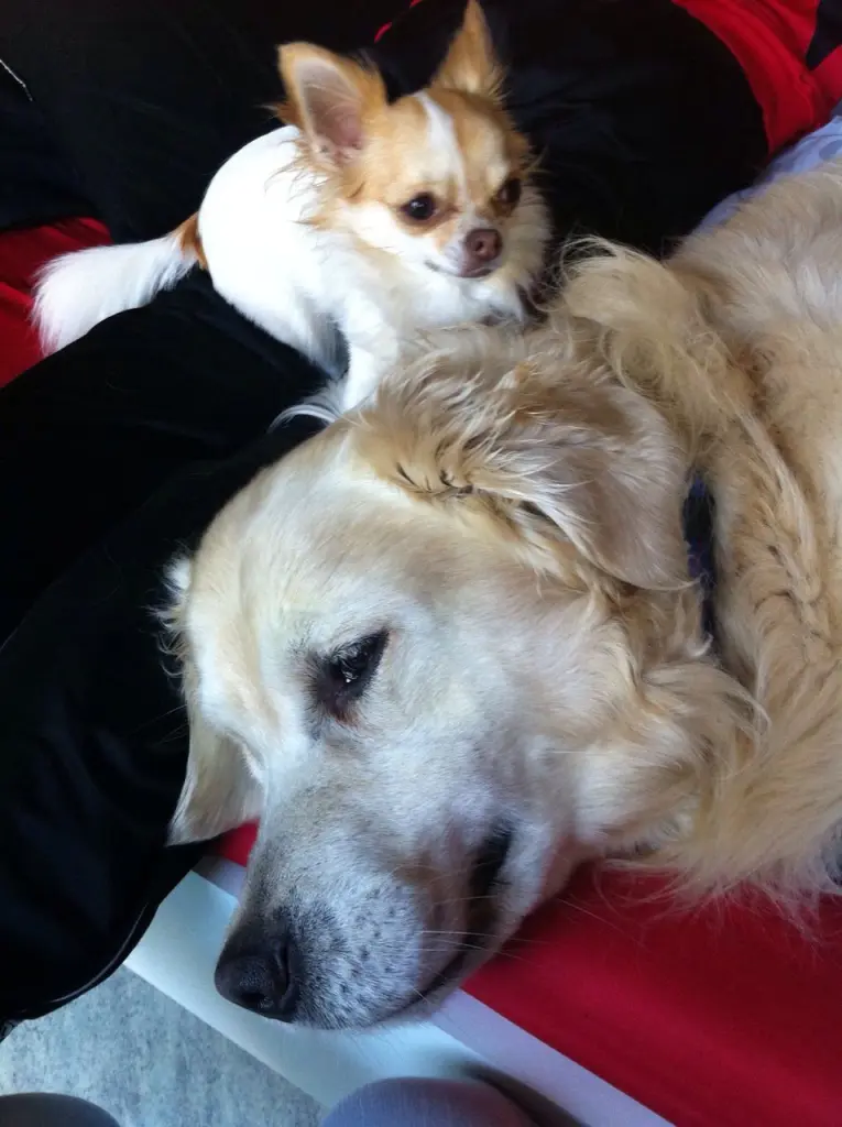 Condolence image of Für Elke,Horst und Fiby 