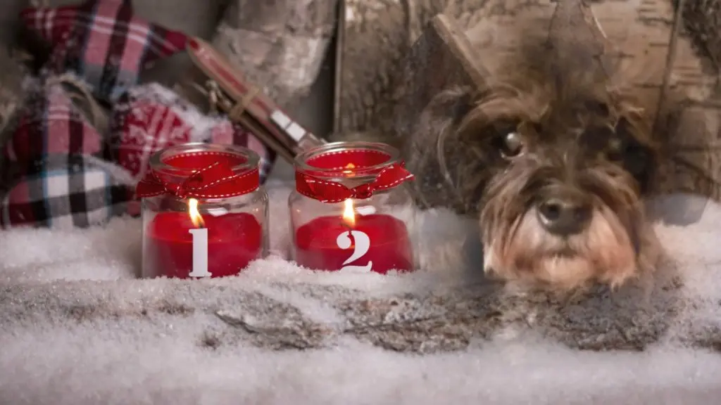 Condolence image of Andrea mit Minki im ♥️