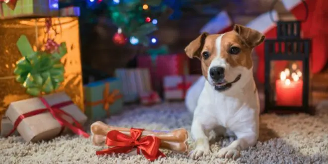 Condolence image of Fiby und Tommy ❤️❤️