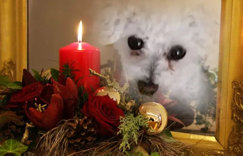 Condolence image of Snowy für Fiby ❤️