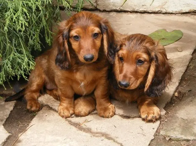 Condolence image of Fiby  ❤️