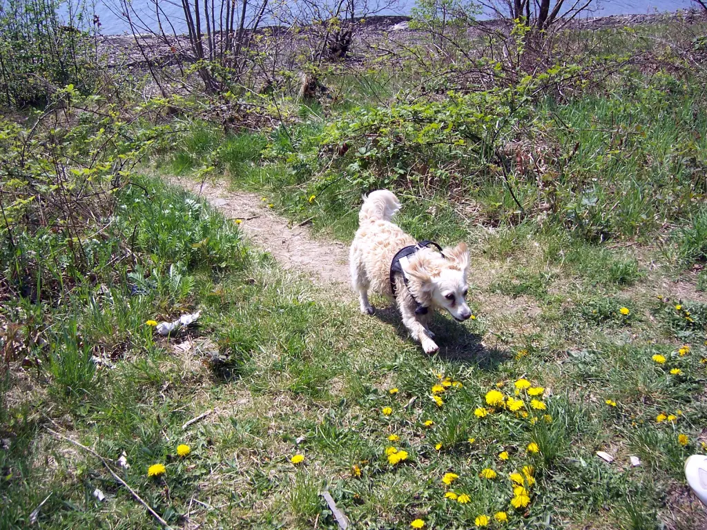 Condolence image of Heike mit Biene  im ❤ 