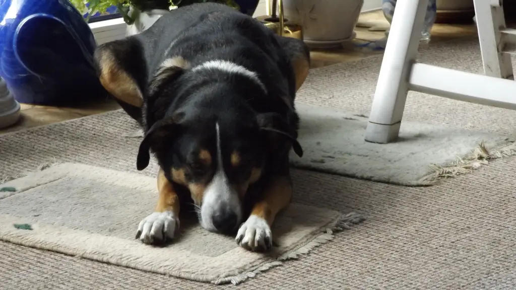 Condolence image of Karin - mit Lupo im Herzen