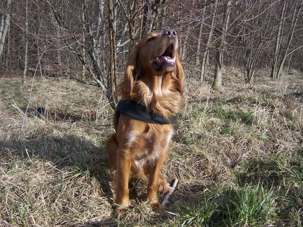 Condolence image of Heike mit Biene  im ❤ 