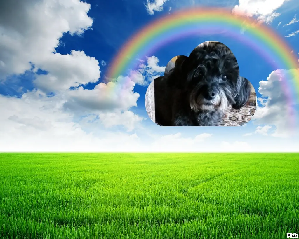 Condolence image of Gabi mit Max ❣️