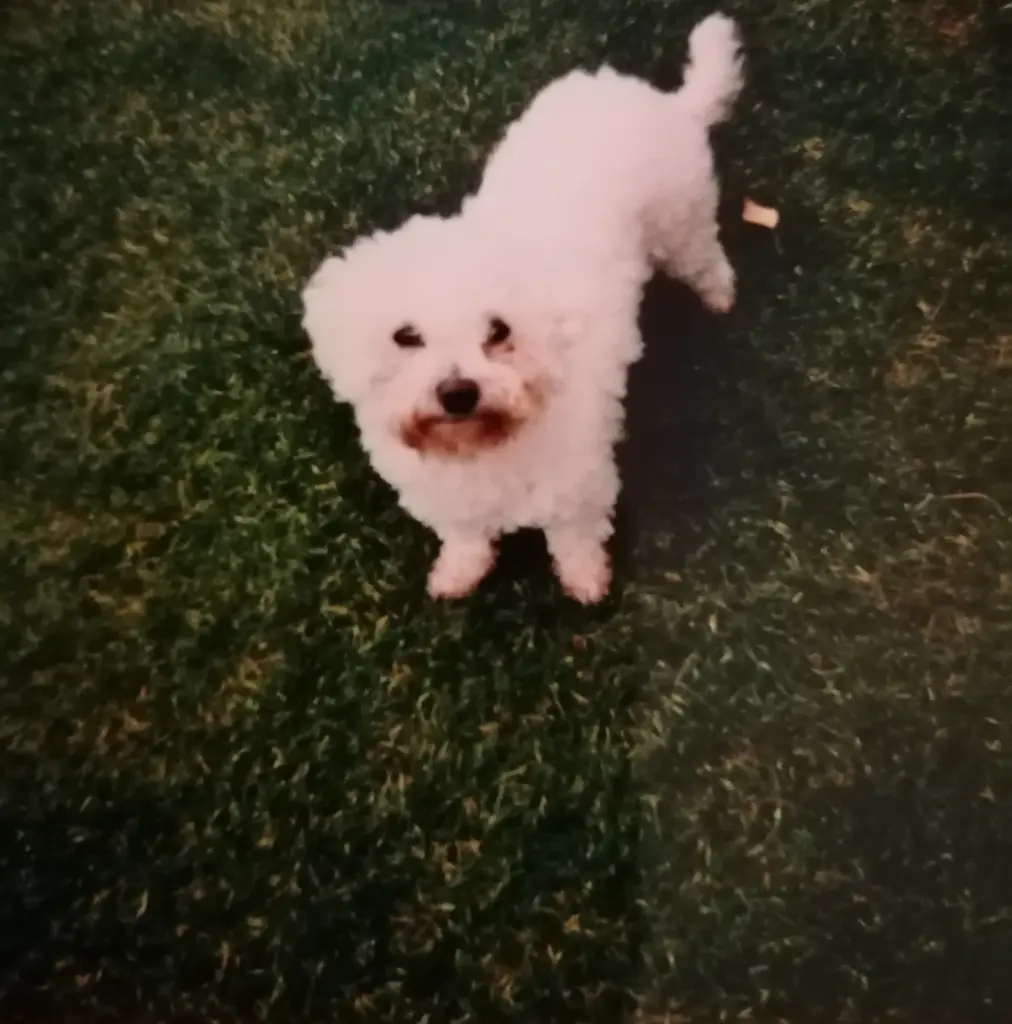 Condolence image of Snowy ❤️für Elke 