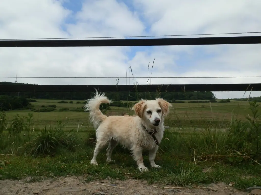 Condolence image of Heike mit Biene  im ❤ 