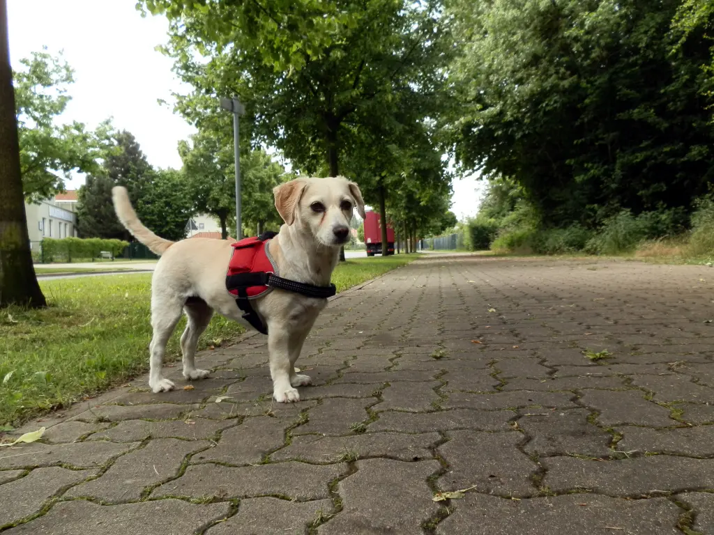 Condolence image of Heike mit Biene  im ❤ 