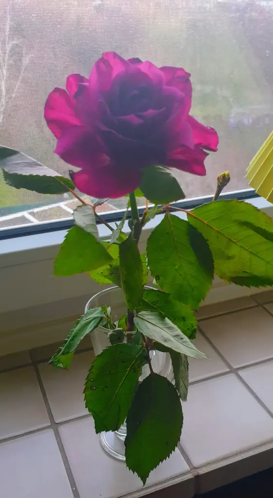 Condolence image of ❤ 