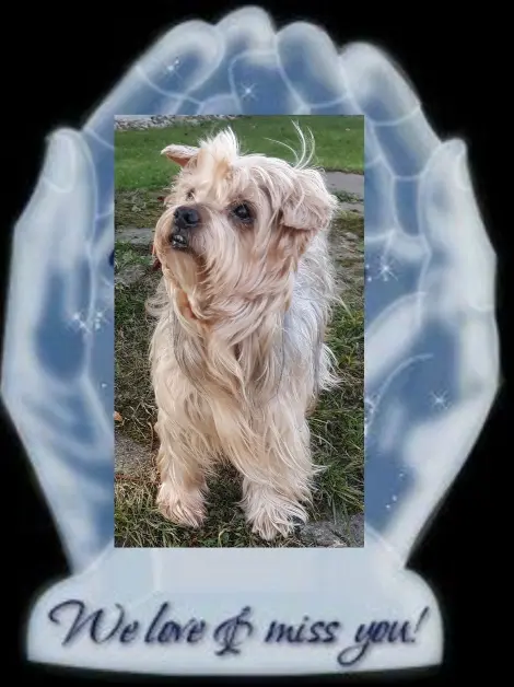 Condolence image of Krzysztof und Ewa mit Jacki tief im Herzen ❤