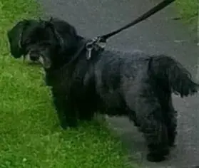 Condolence image of Fiby für Biene ❤️