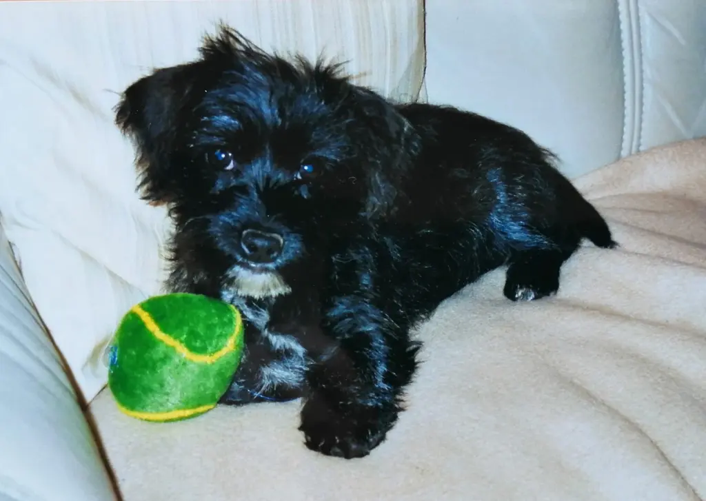 Condolence image of Mami für Fiby ❤️