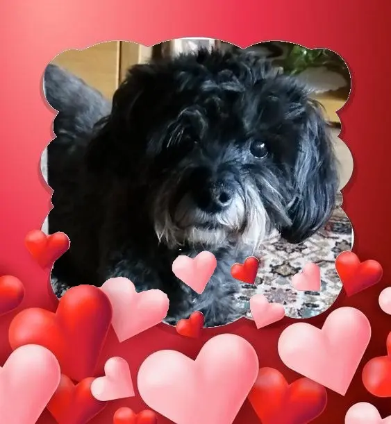 Condolence image of Für ⭐️Fiby 