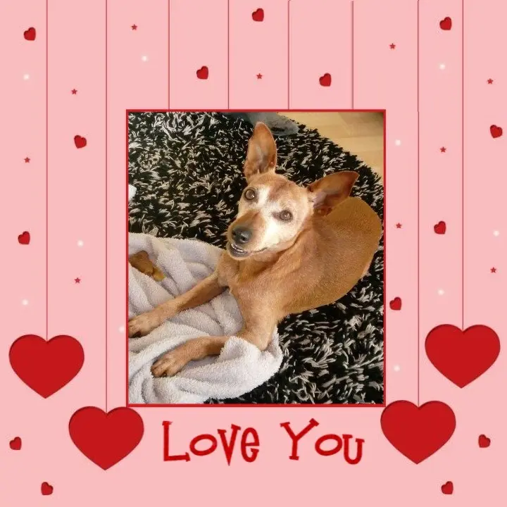 Condolence image of Purzel