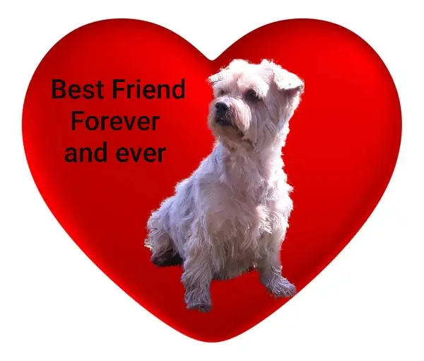 Condolence image of Krzysztof und Ewa mit Jacki tief im Herzen ❤