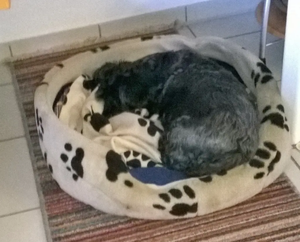 Condolence image of Fiby 