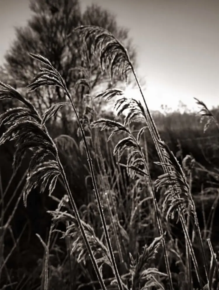 Condolence image of Unbekannt