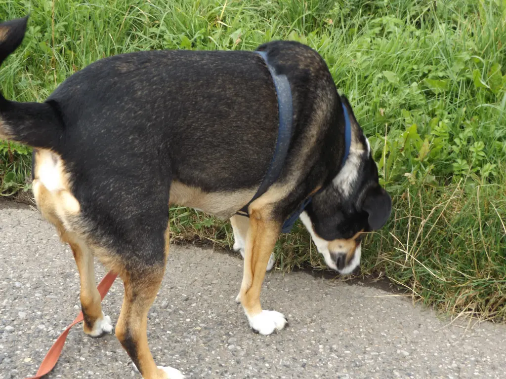 Condolence image of Karin - mit Lupo im Herzen