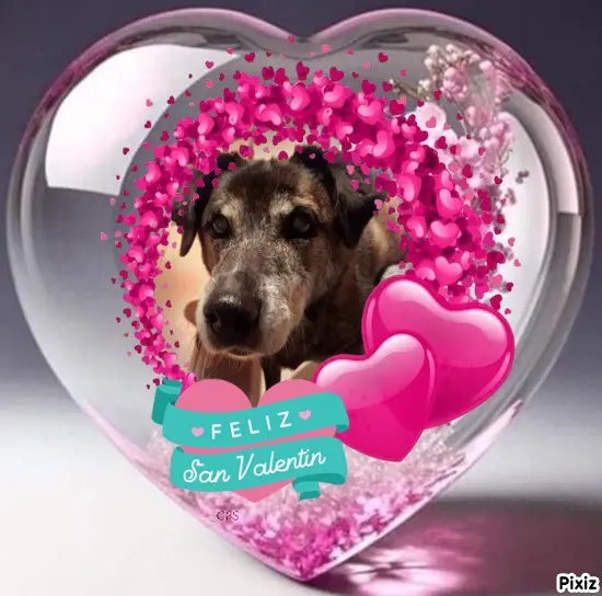 Condolence image of Gabi mit Max ❣️