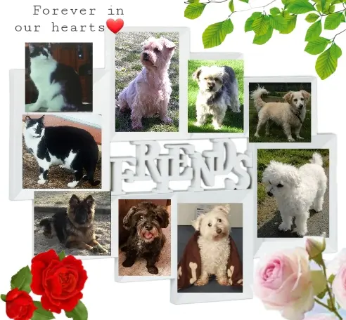 Condolence image of Krzysztof und Ewa mit Jacki tief im Herzen ❤