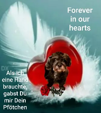 Condolence image of Krzysztof und Ewa mit Jacki tief im Herzen ❤