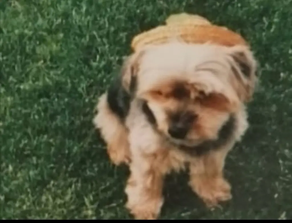 Condolence image of Buffy