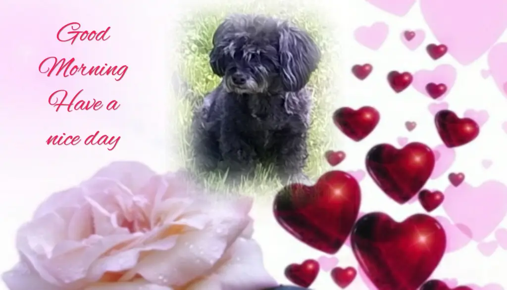 Condolence image of Ewa und Krzysztof mit Jacki tief im Herzen ❤