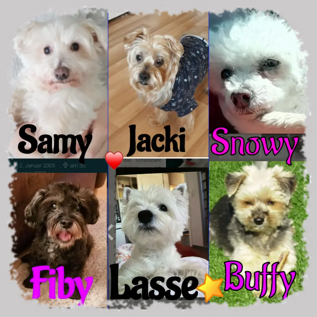 Condolence image of Martina mit Seelenhund Samy ♥️⭐♥️ für immer im Herzen