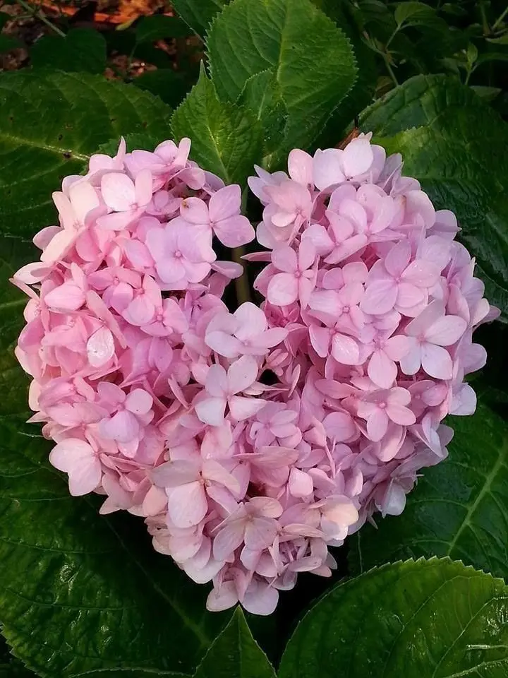 Condolence image of Martina mit Seelenhund Samy ♥️⭐♥️ für immer im Herzen