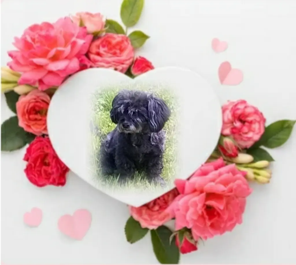 Condolence image of Ewa und Krzysztof mit Jacki tief im Herzen ❤