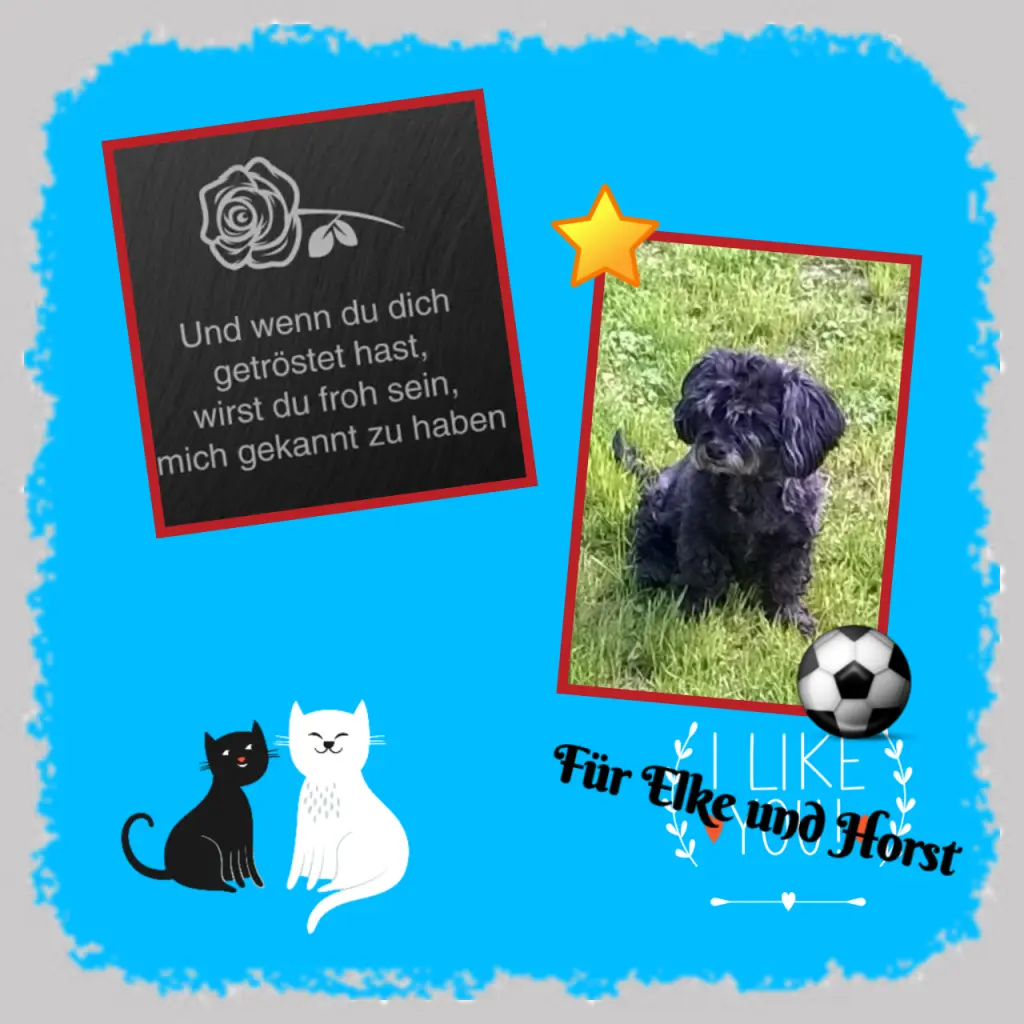 Condolence image of Martina mit Seelenhund Samy ♥️⭐♥️ für immer im Herzen 
