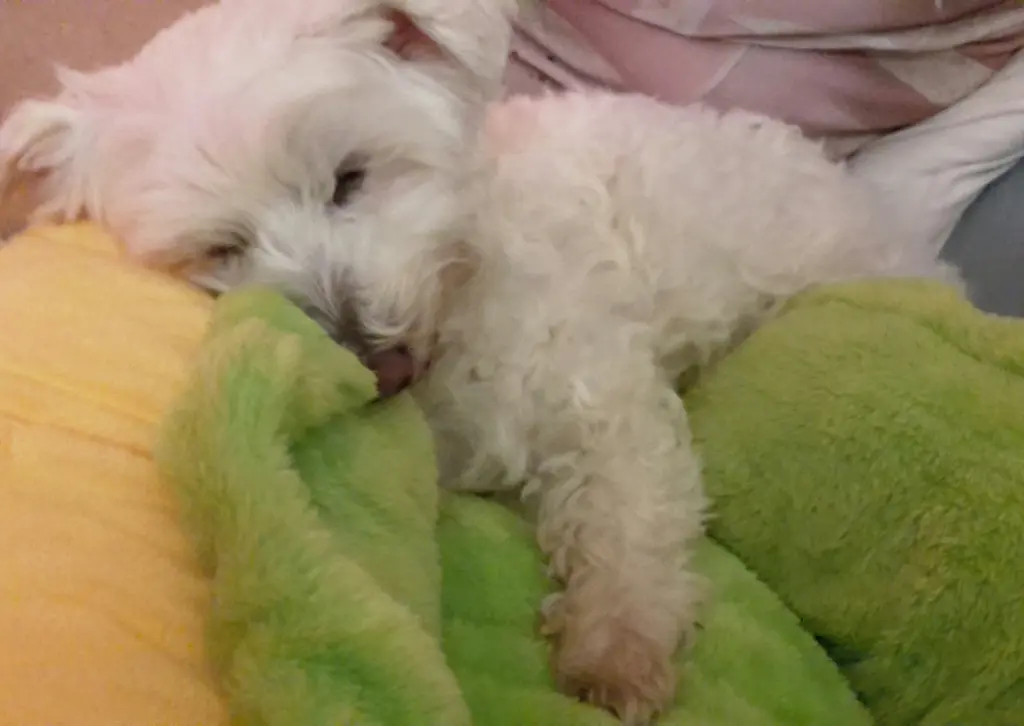 Condolence image of Von Samy ♥️⭐♥️