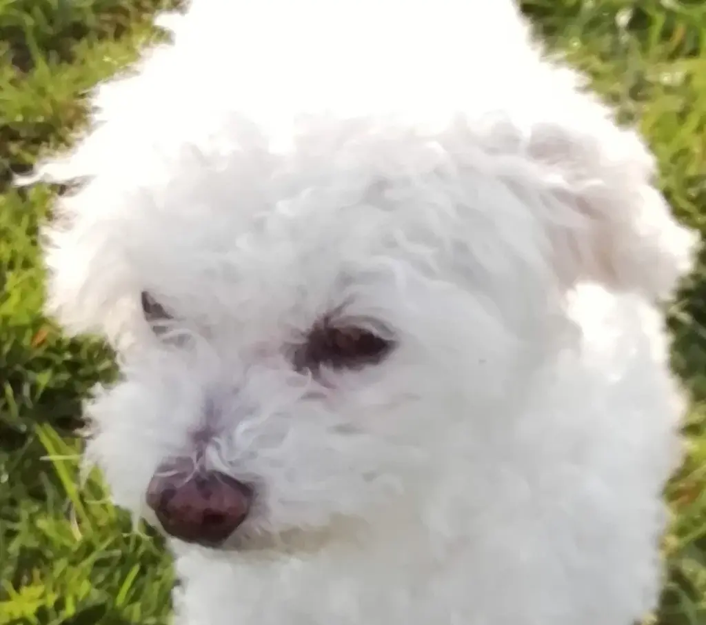 Condolence image of Snowy ❤️