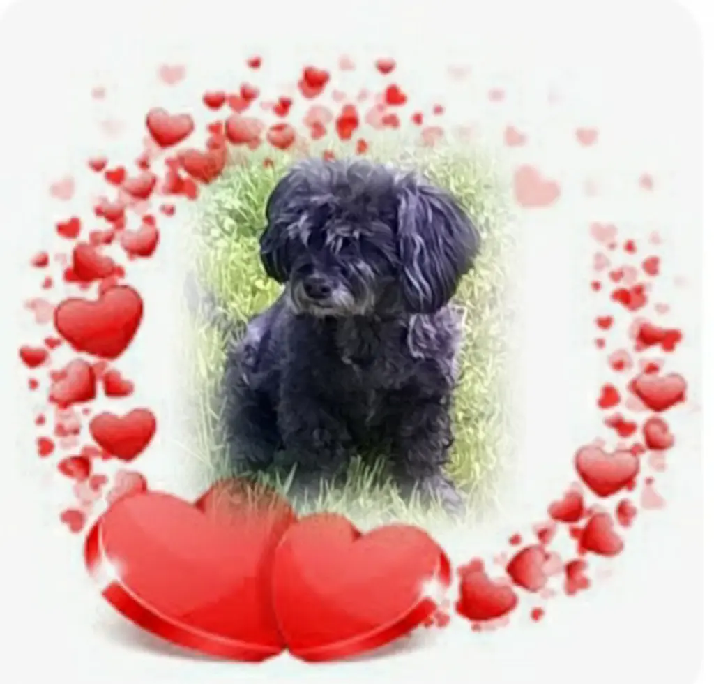 Condolence image of Ewa und Krzysztof mit Jacki tief im Herzen ❤